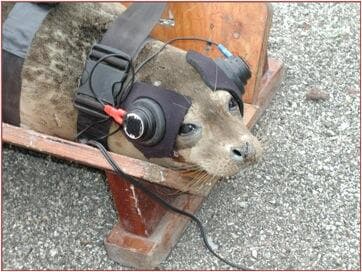 Image for Decades of Vandenberg Monitoring Show No Substantial Disruption to Seal Populations from SpaceX Sonic Booms