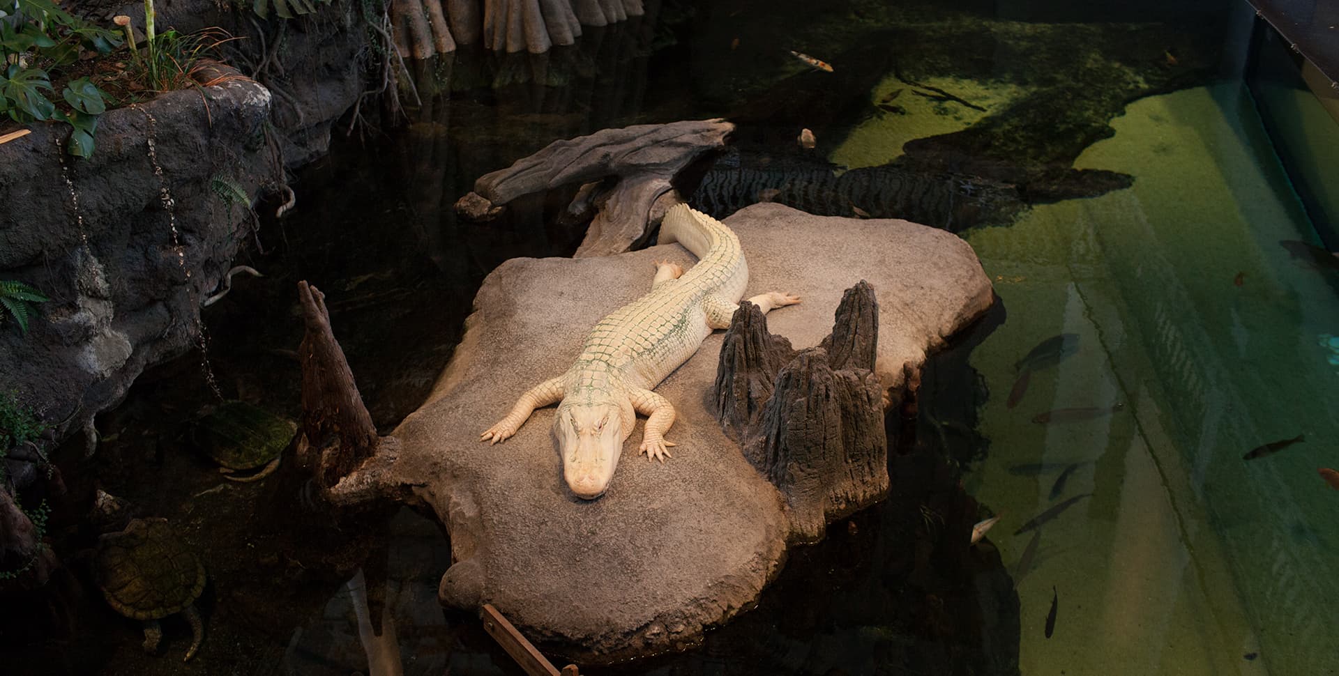 Image for Albino Alligator Claude Dies at 30, Prompting Reflection on Anthropic's Sponsorship and Effective Altruism Ties