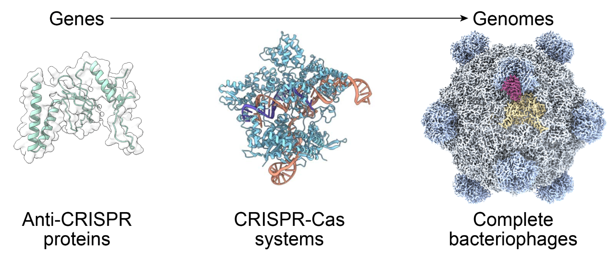 Image for AI Generates Viable Bacteriophage Genomes, Advancing Synthetic Biology