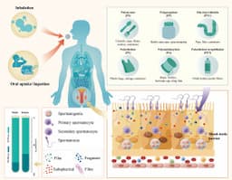 Human Testicles Found to Contain Nearly Three Times More Microplastics Than Canine Samples, Study Reveals