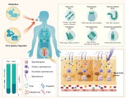 Image for Human Testicles Found to Contain Nearly Three Times More Microplastics Than Canine Samples, Study Reveals