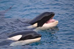Orca Wikie's Human Speech Mimicry Highlights Complex Dialects and Vocal Learning