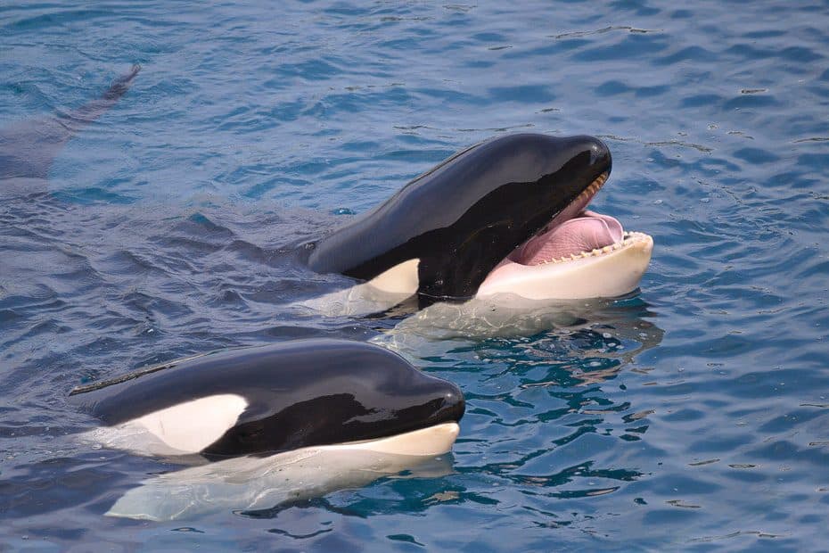 Image for Orca Wikie's Human Speech Mimicry Highlights Complex Dialects and Vocal Learning