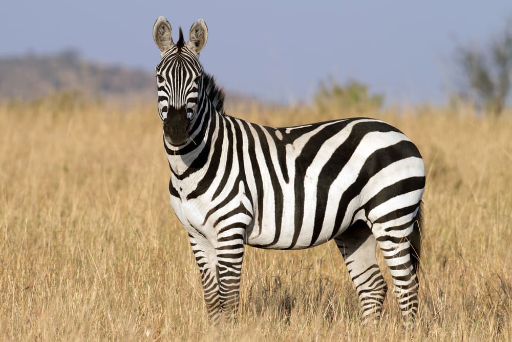 Image for The Zebra