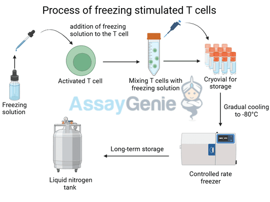 Image for Until Labs Unveils "Glass, Not Ice" Protocol, Targets Weeks-Long Organ Preservation