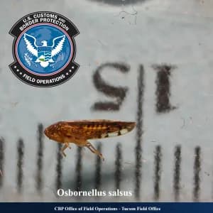 Image for First U.S. Interception of Osbornellus Salsus Leafhopper Threatens Agriculture