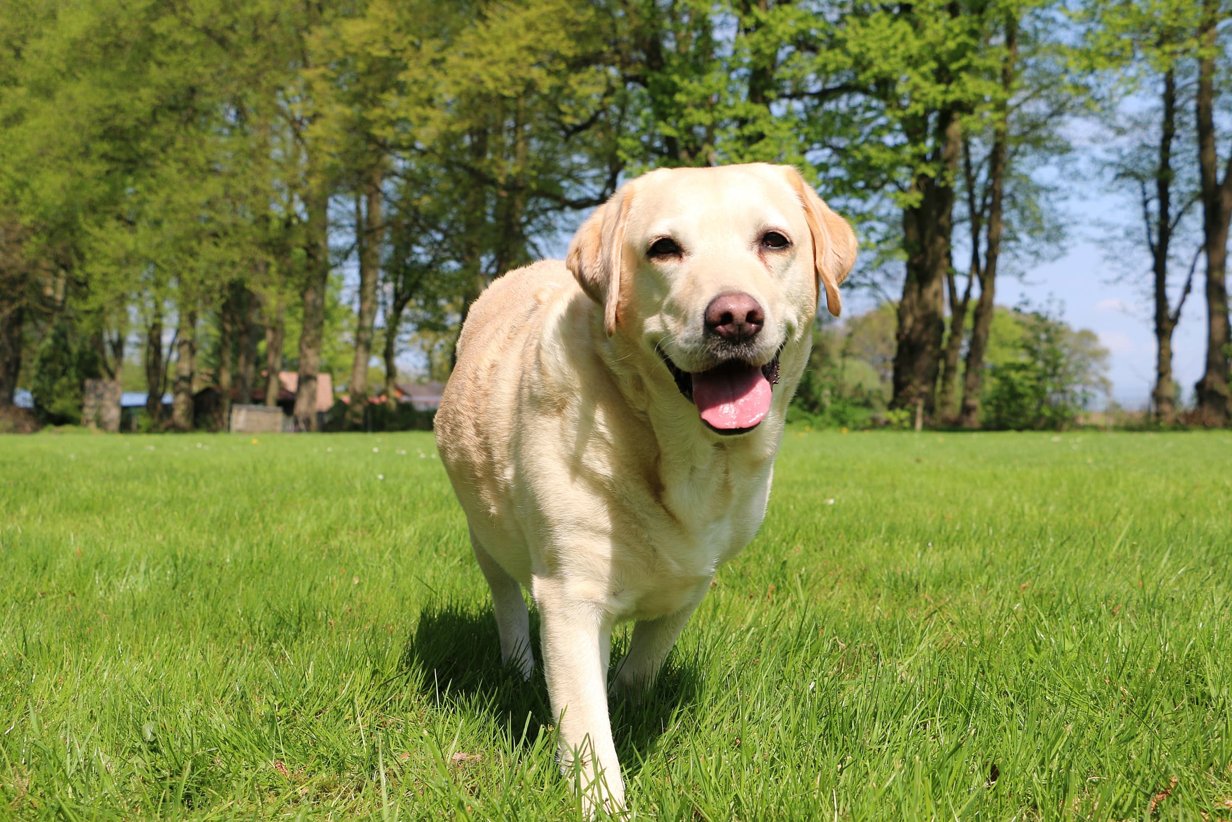 Image for Robert David, PhD (Innovative Pet Lab)