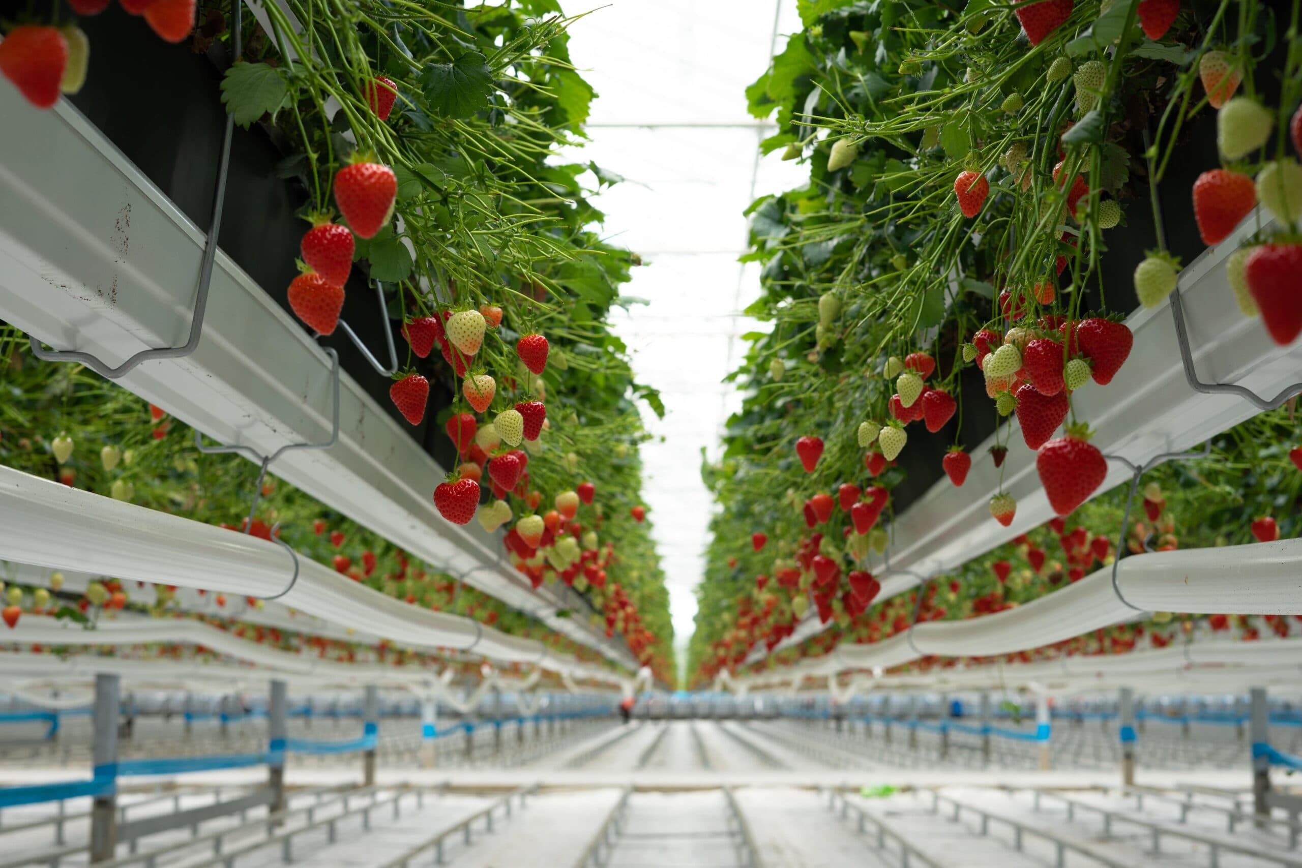 Image for Dyson Farming Boosts Strawberry Yields by 250% with Advanced Manufacturing Principles