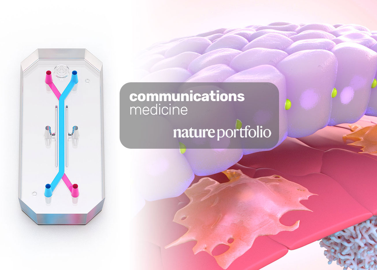 Organ Chips Offer $3 Billion Annual Boost to Drug Development by Improving Preclinical Success Rates
