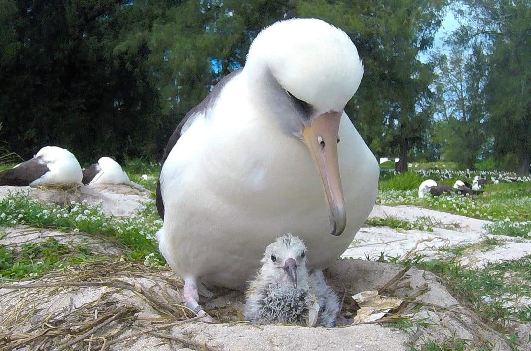 Image for Albatross