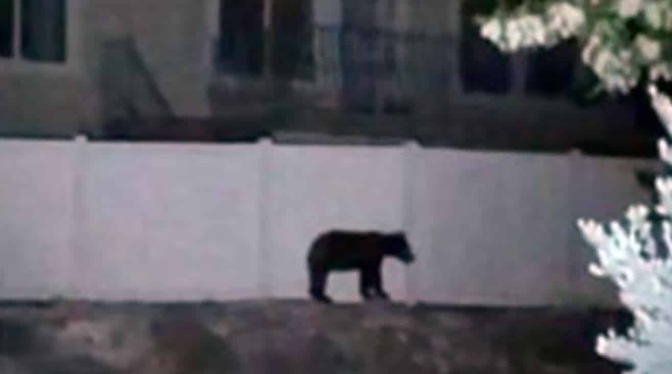 Image for Bear Reported on the Loose in Provo, Public Alerted