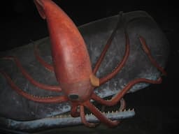 Rare Deep-Sea Footage Captures Sperm Whale Devouring Giant Squid