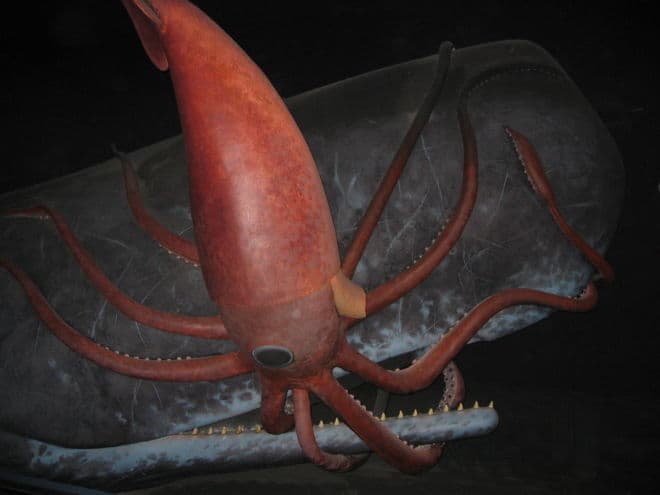 Image for Rare Deep-Sea Footage Captures Sperm Whale Devouring Giant Squid