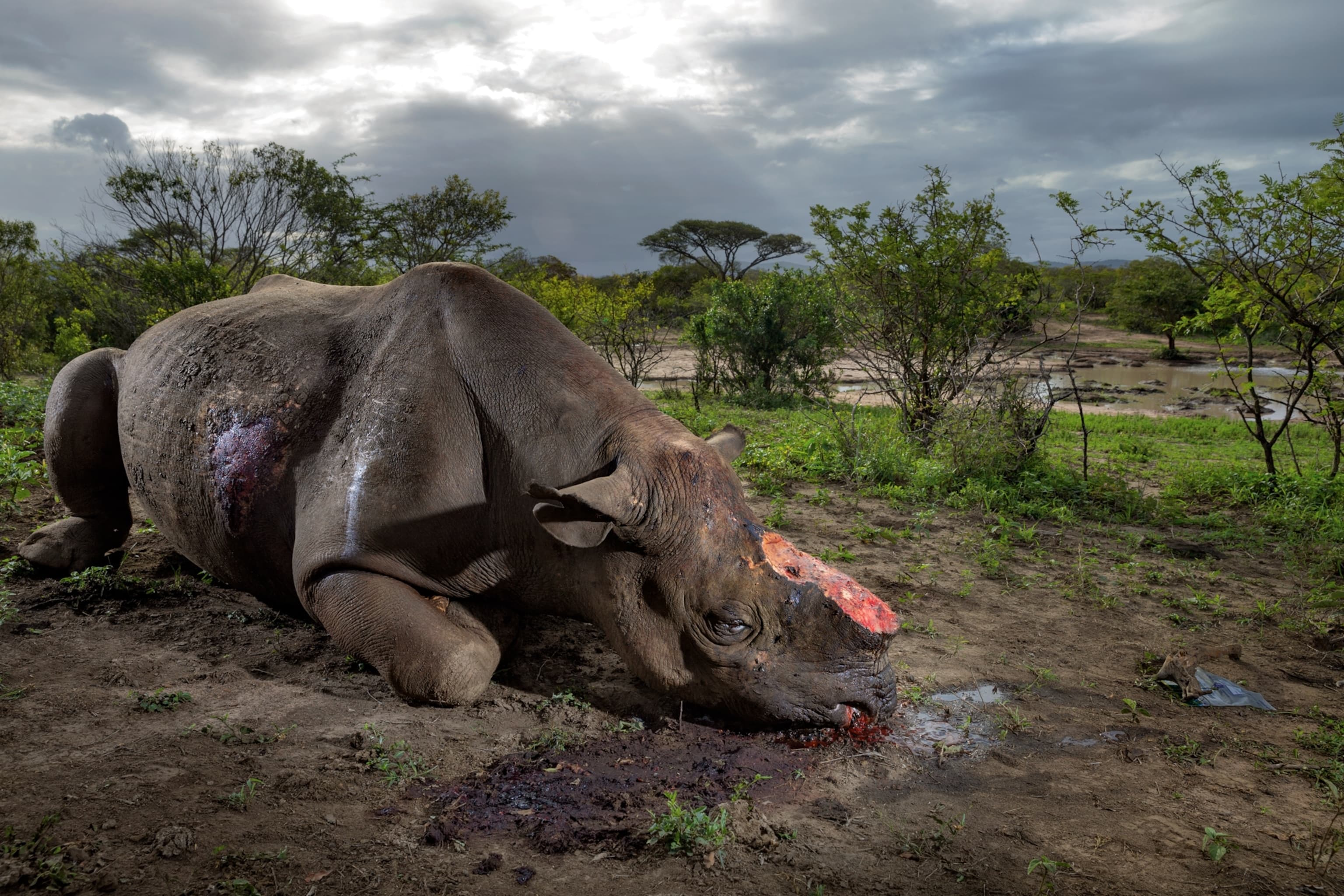 Image for South Africa Reports 33% Decline in Rhino Poaching by 2020 Following Domestic Horn Trade Legalization