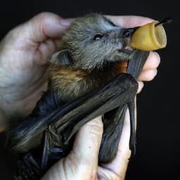 Specialized Pacifiers Offer Critical Comfort to Thousands of Orphaned Bat Pups