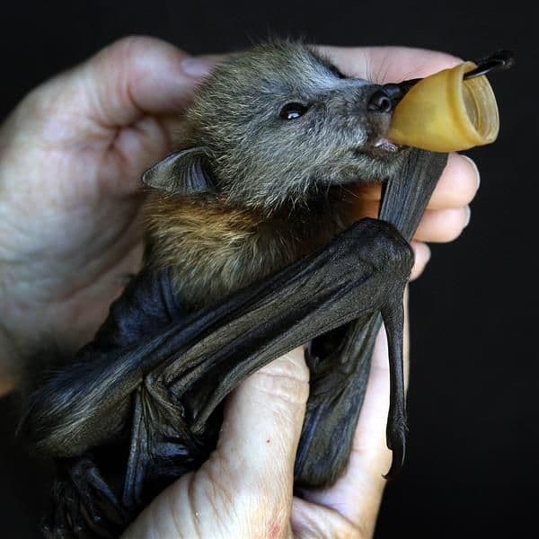 Image for Specialized Pacifiers Offer Critical Comfort to Thousands of Orphaned Bat Pups