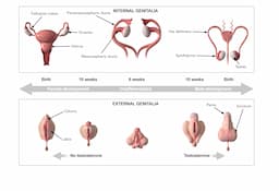 Male Fetuses Exhibit 67% More Placental DNA Methylation Changes, Signaling Higher Maternal-Placental Stress