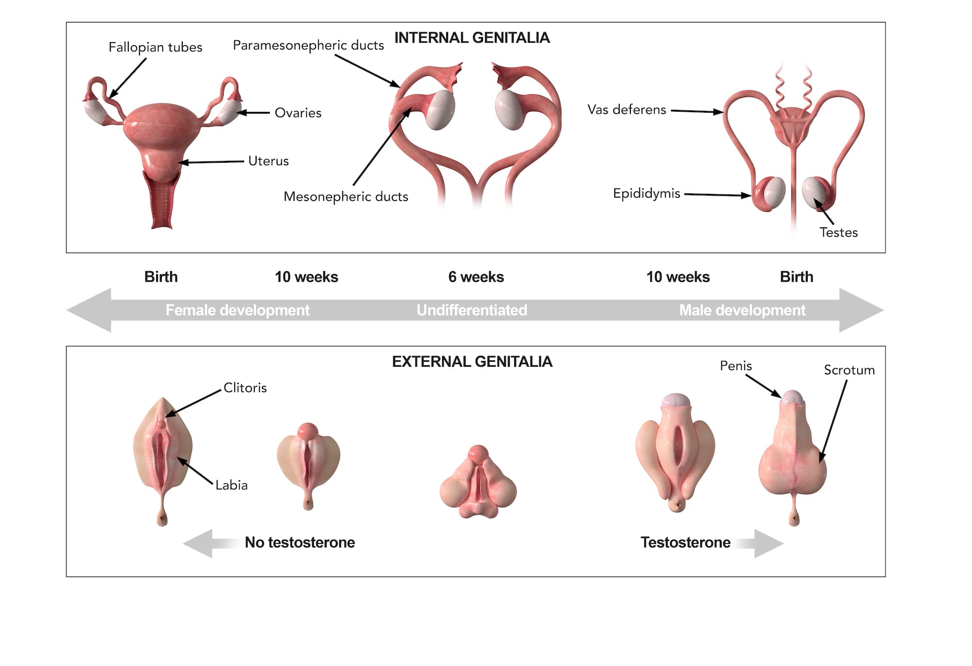 Image for Male Fetuses Exhibit 67% More Placental DNA Methylation Changes, Signaling Higher Maternal-Placental Stress
