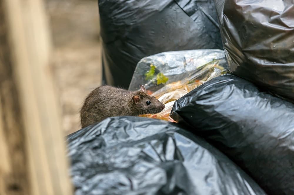 Image for New York City's 'Garbage and Rats' Walking Tours Attract Growing Interest