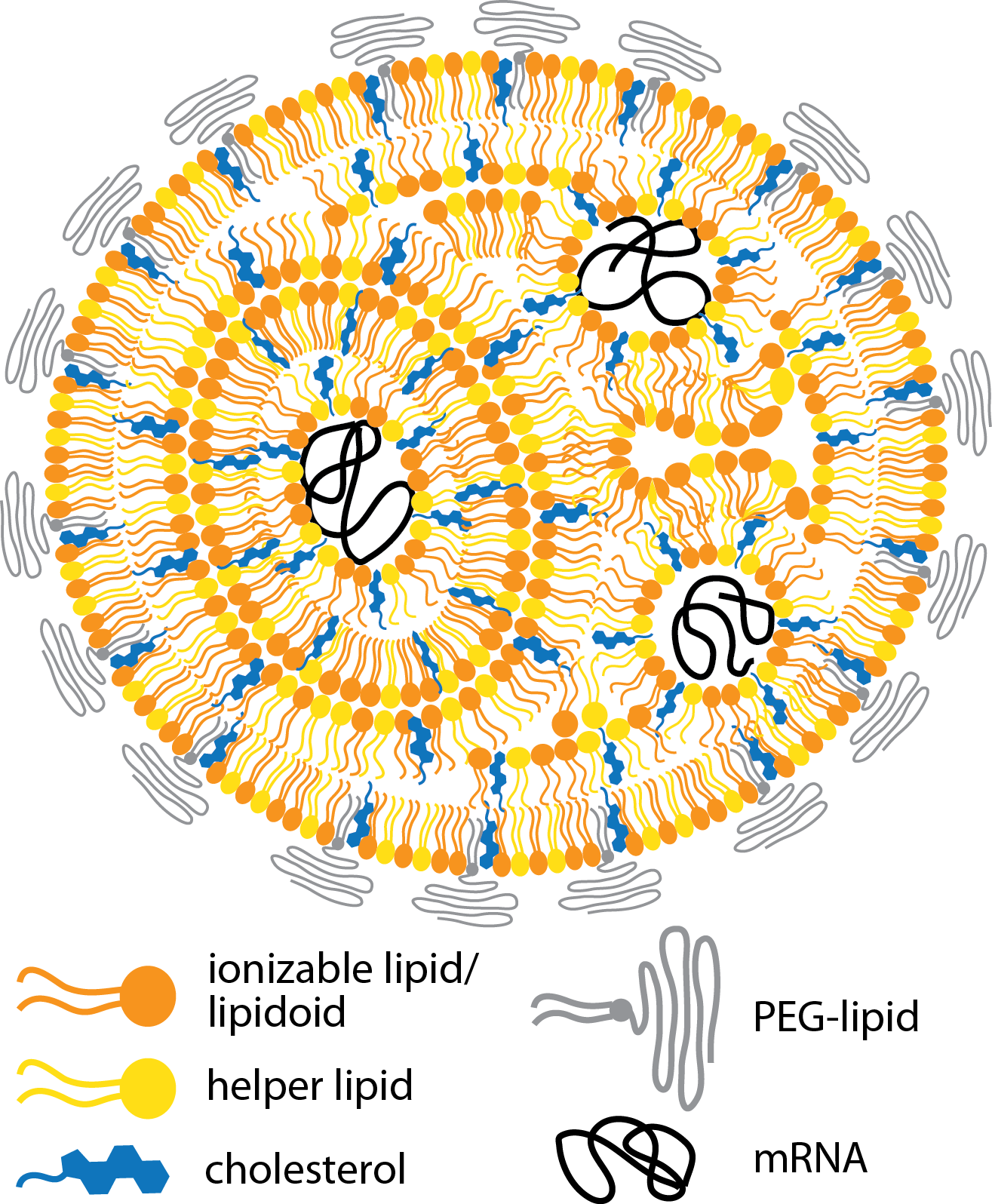 Image for MIT Breakthrough: Nanoparticle-Enhanced mRNA Vaccine Achieves 100-Fold Potency Increase in Preclinical Trials