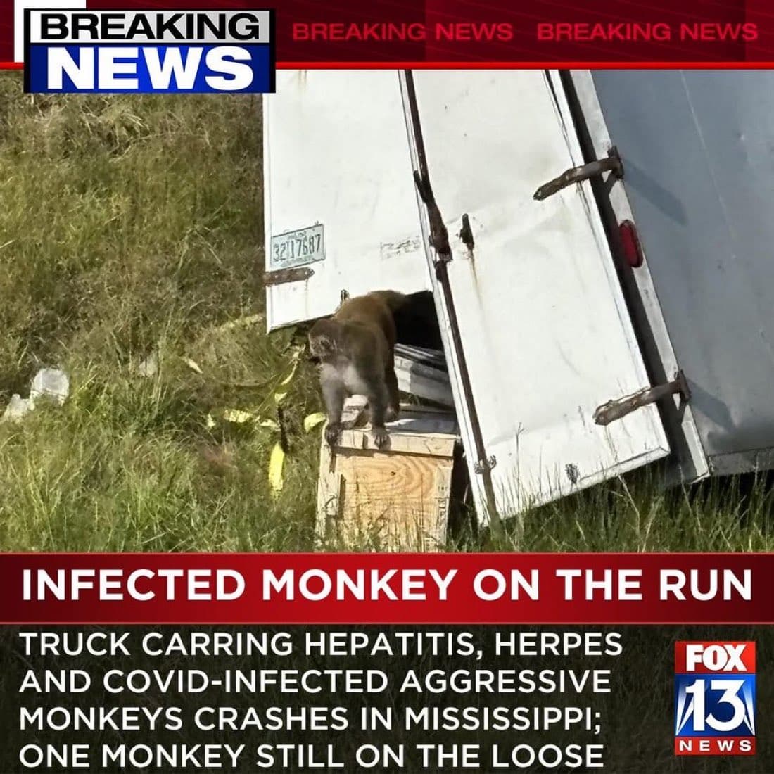 Image for Viral Tweet Claiming 'Armed, Evolving Herpes Monkeys' in Mississippi Debunked as Hoax