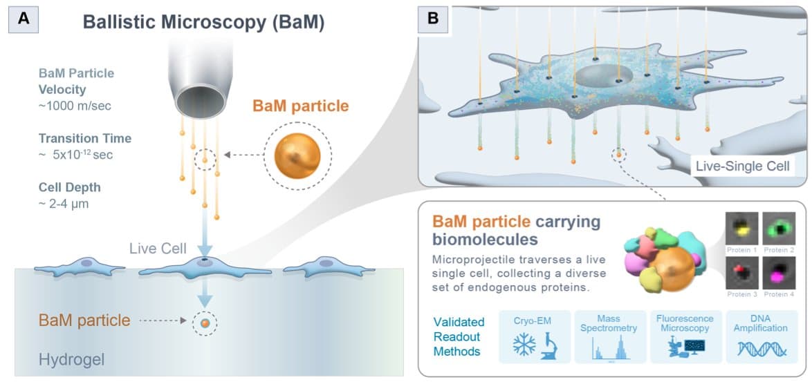 Image for Ballistic Microscopy Achieves Spatially Resolved Molecular Sampling of Live Cells at 1,000 m/s