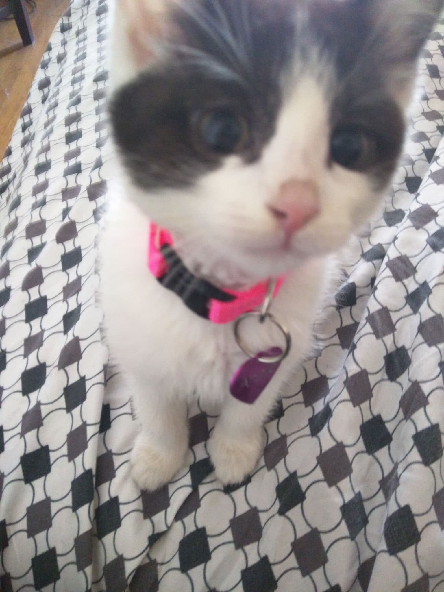 Image for Adam Townsend Declares His Cats Reign Supreme in Online Cuteness Contest