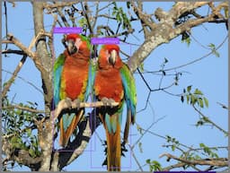 Computer Vision Eyes on Wild Macaws: Joseph Nelson Pioneers Tech for Conservation