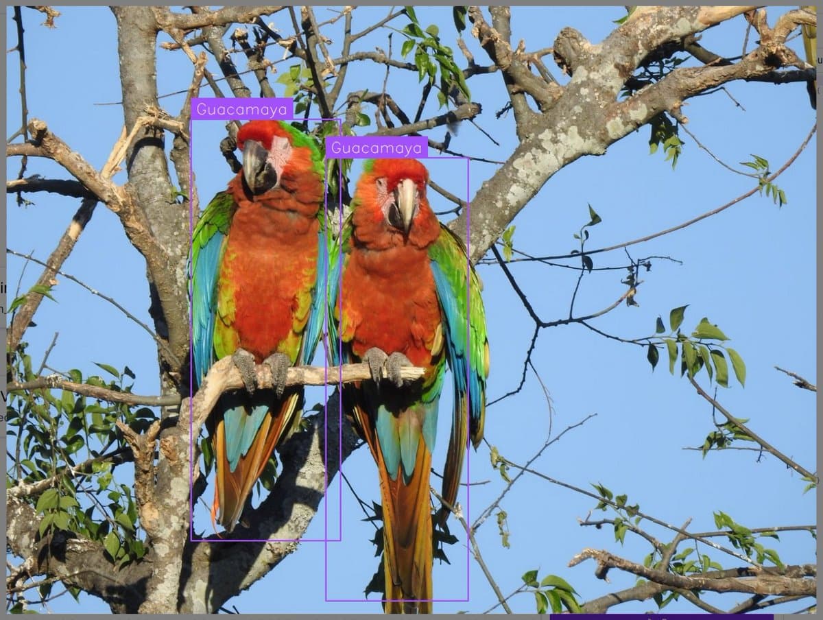 Image for Computer Vision Eyes on Wild Macaws: Joseph Nelson Pioneers Tech for Conservation