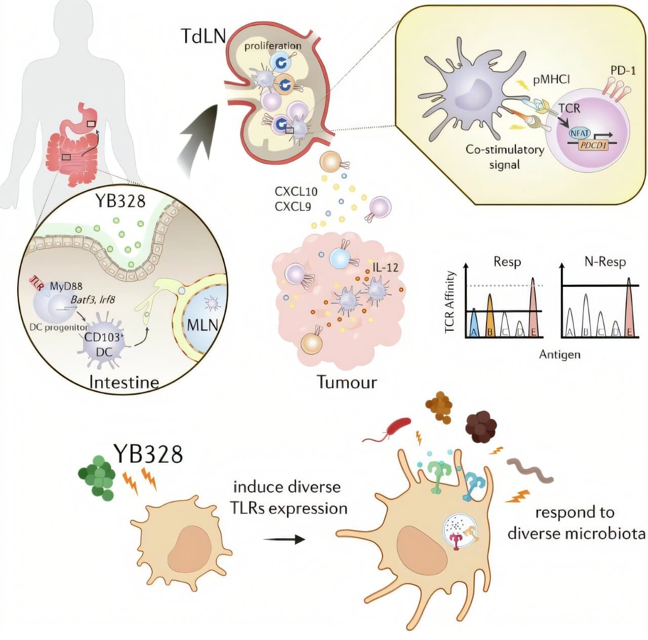 Image for Japanese Study Reveals Gut Microbe YB328 Boosts PD-1 Therapy Response, Addressing 80% Non-Response Rate