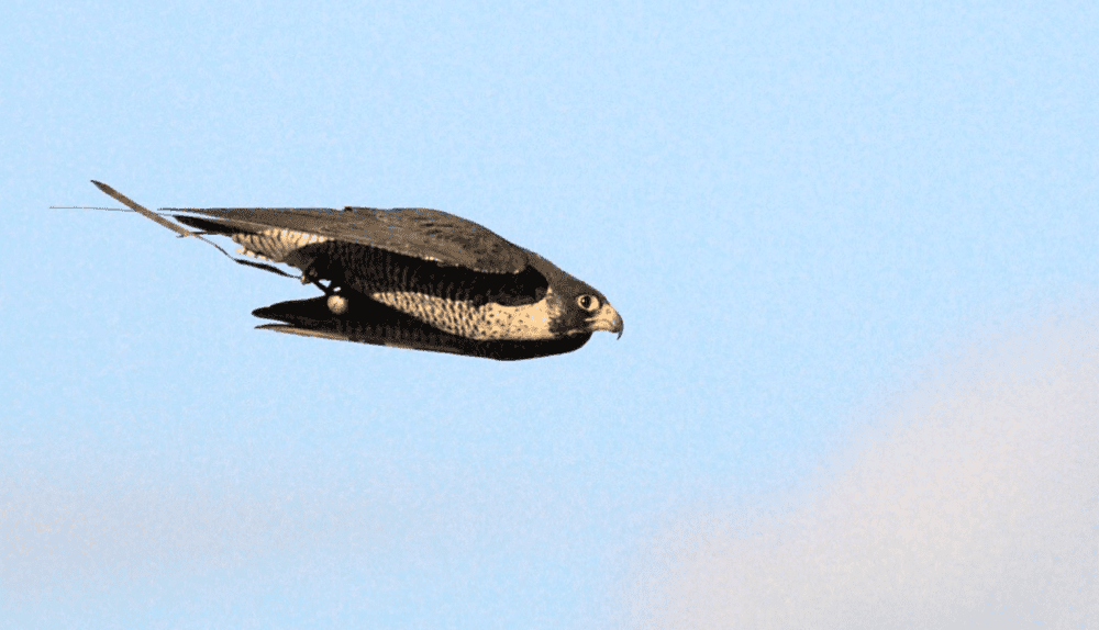 Image for Falcons: 10 Key Things You Must Know