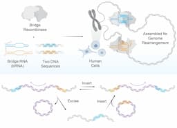 ARC Institute Achieves 930,000 Base-Pair Genome Inversion in Human Cells with New Bridge Recombinase Technology