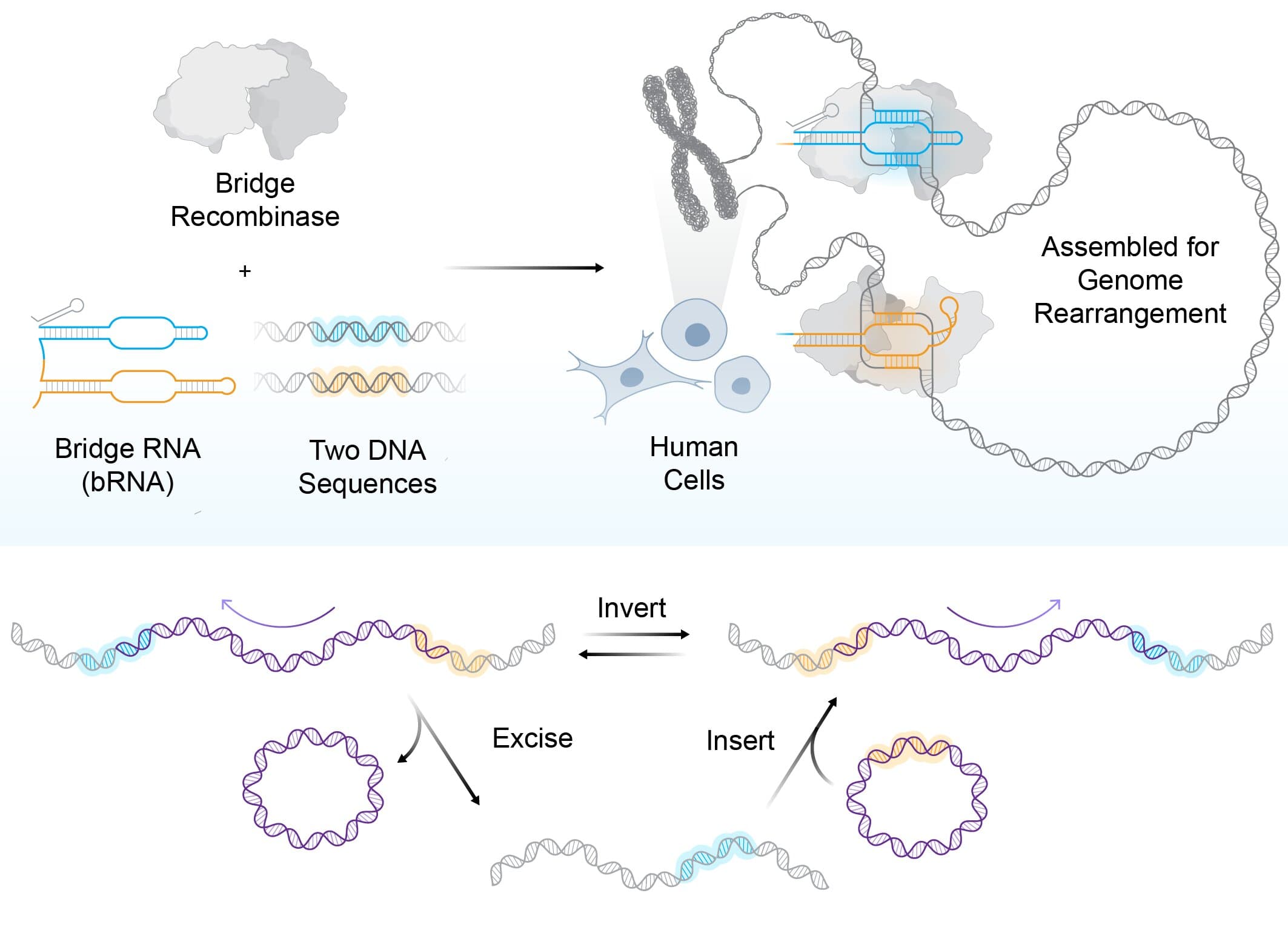 Image for ARC Institute Achieves 930,000 Base-Pair Genome Inversion in Human Cells with New Bridge Recombinase Technology