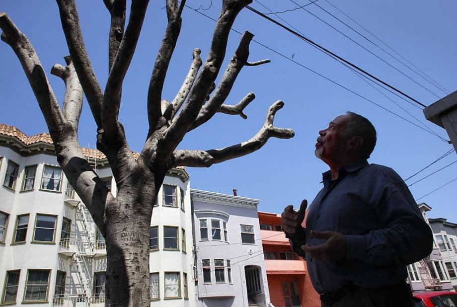 Image for San Francisco Faces Scrutiny Over Neglected New Tree Plantings Amidst Urban Forestry Challenges