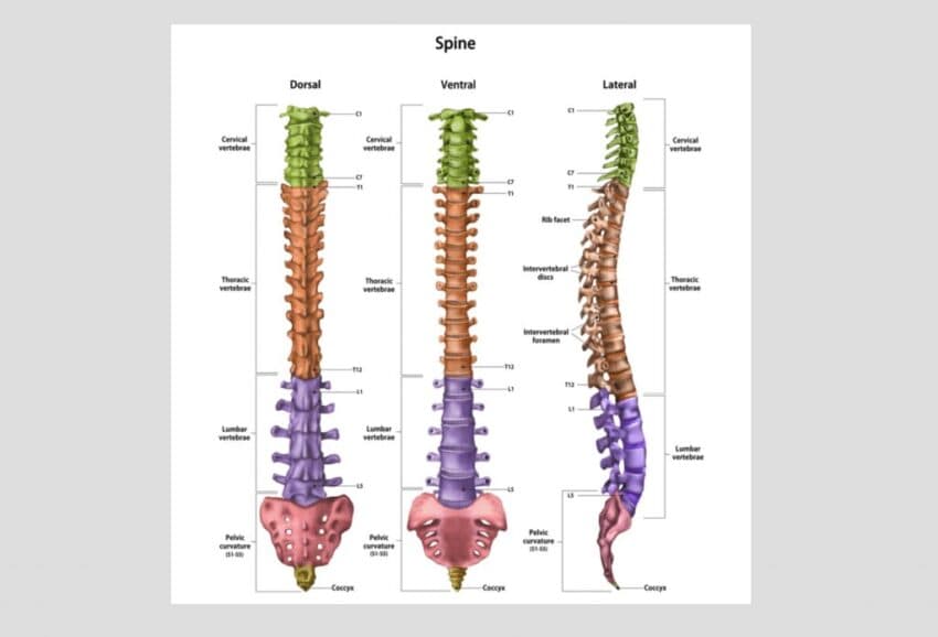 Image for Spines
