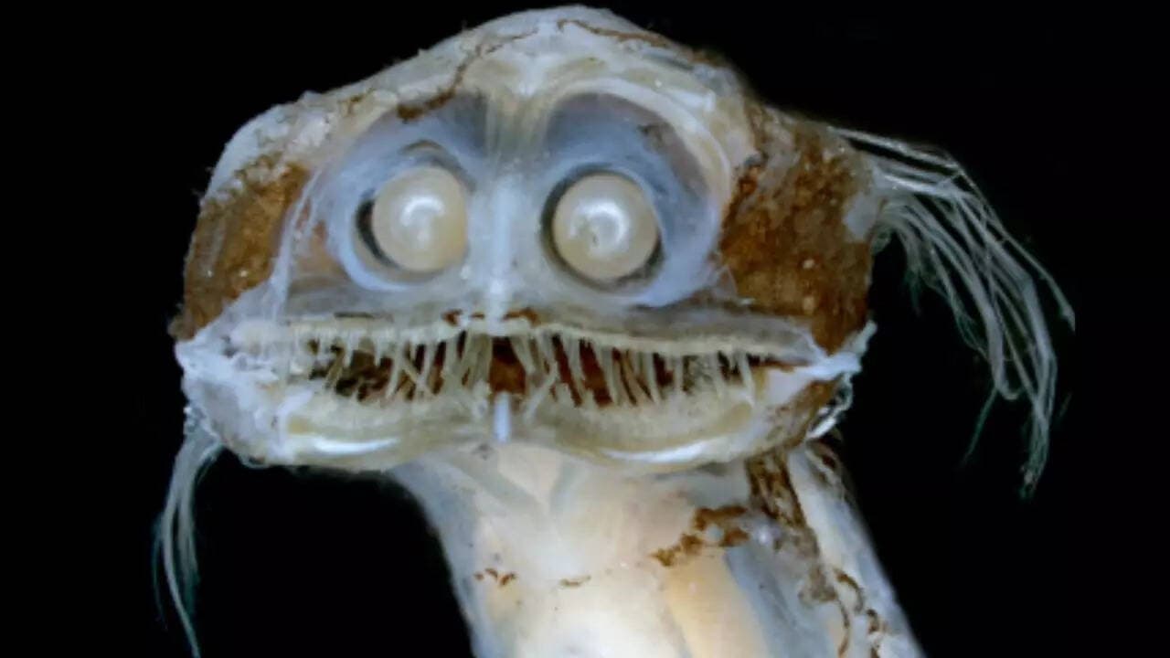Image for Telescopefish's Binocular Eyes Master Deep-Sea Bioluminescence at 2,000 Meters