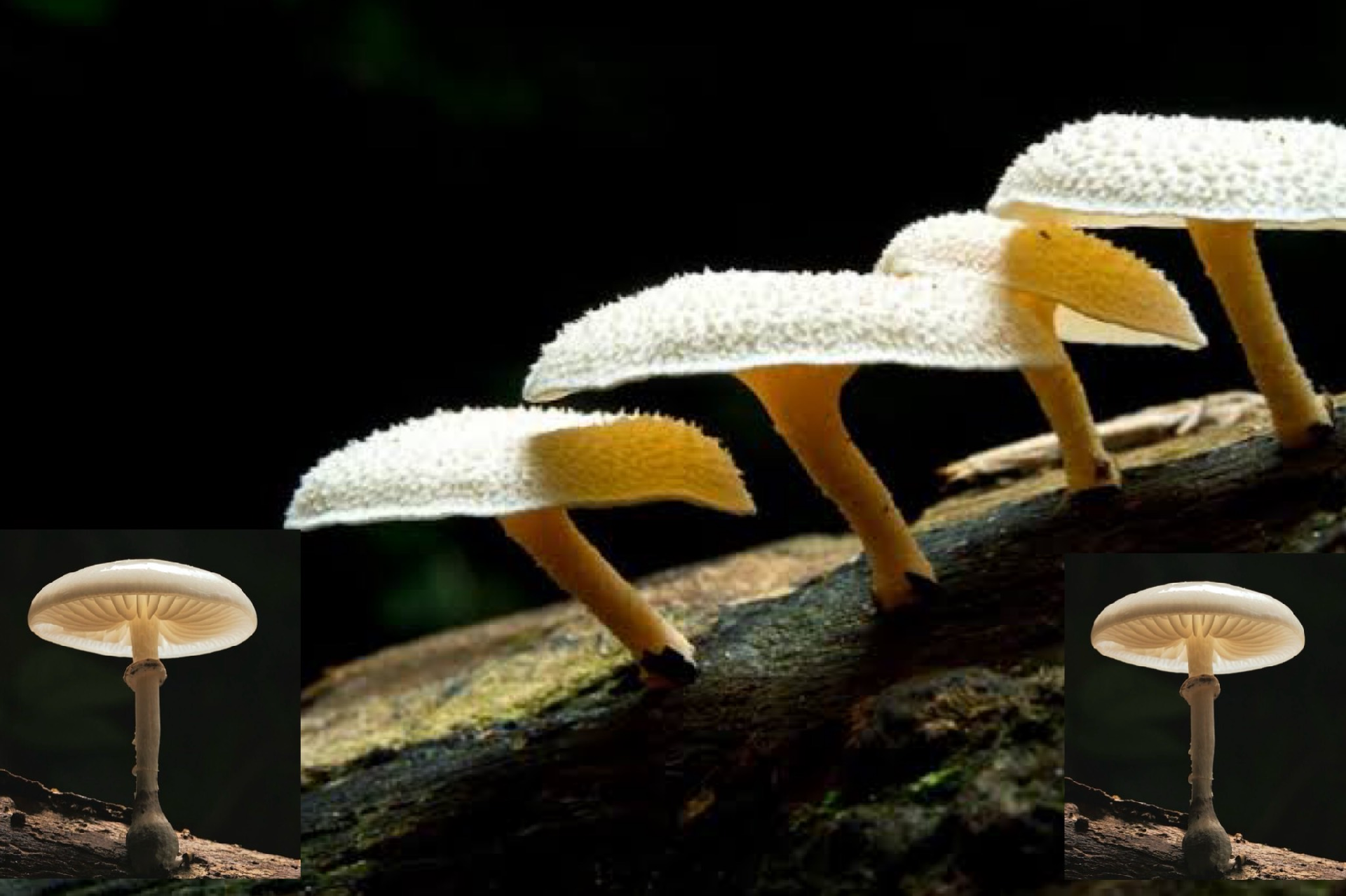 Image for Yale-Identified Fungus Degrades Polyurethane Under Anaerobic Conditions