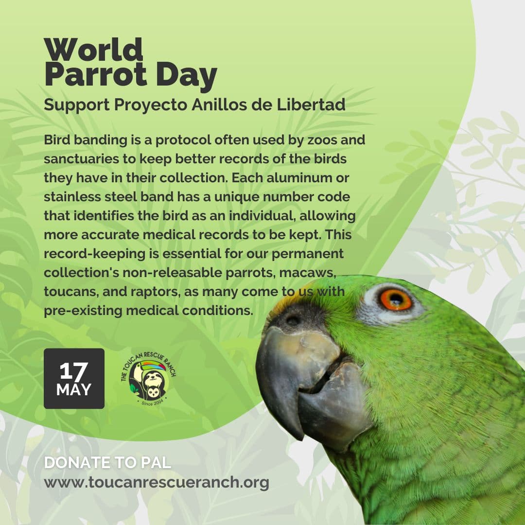 Image for Parrots