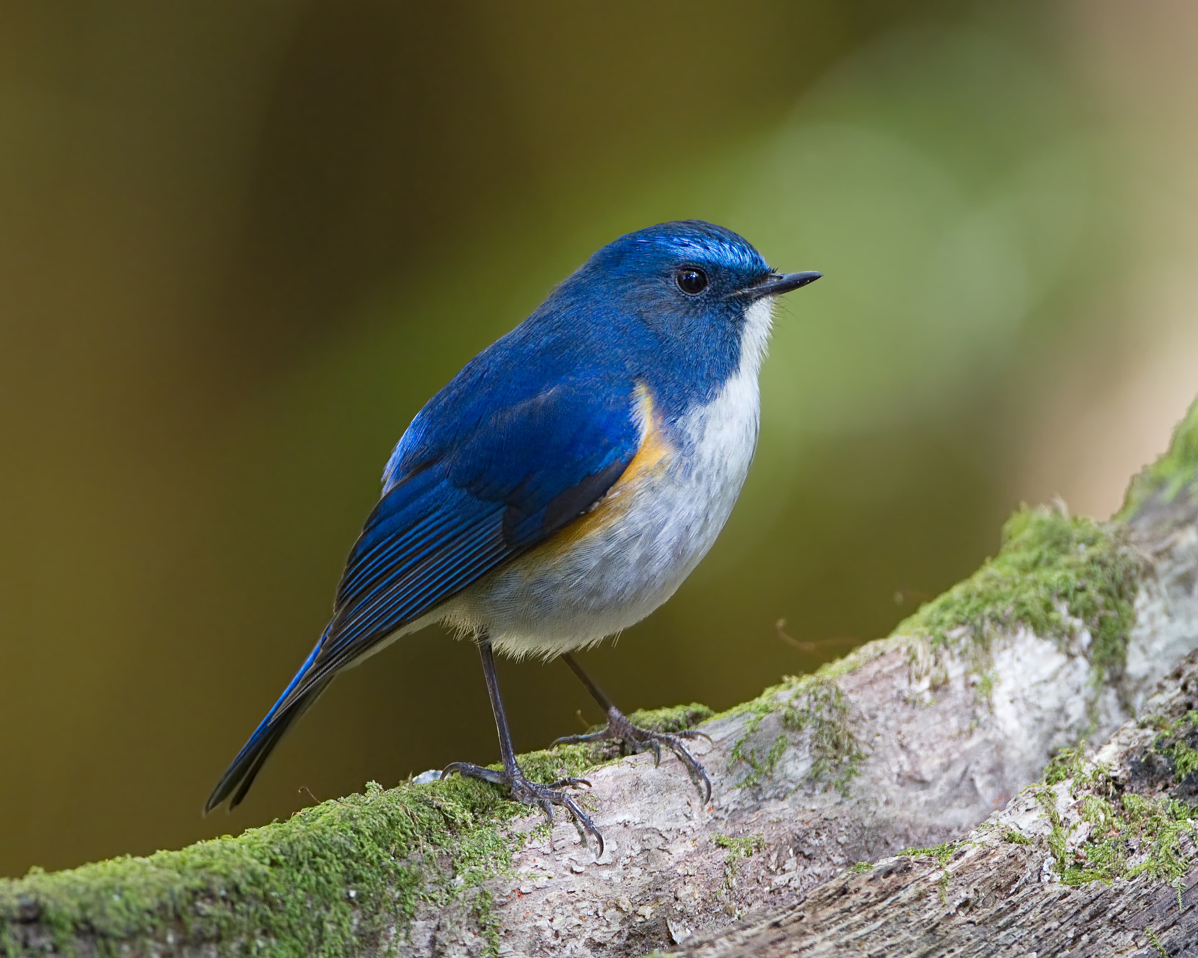 Image for Bluetail: 10 Key Things You Must Know