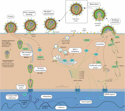 HIV's Intricate Replication Cycle Explained Amidst Ongoing Global Cure Efforts