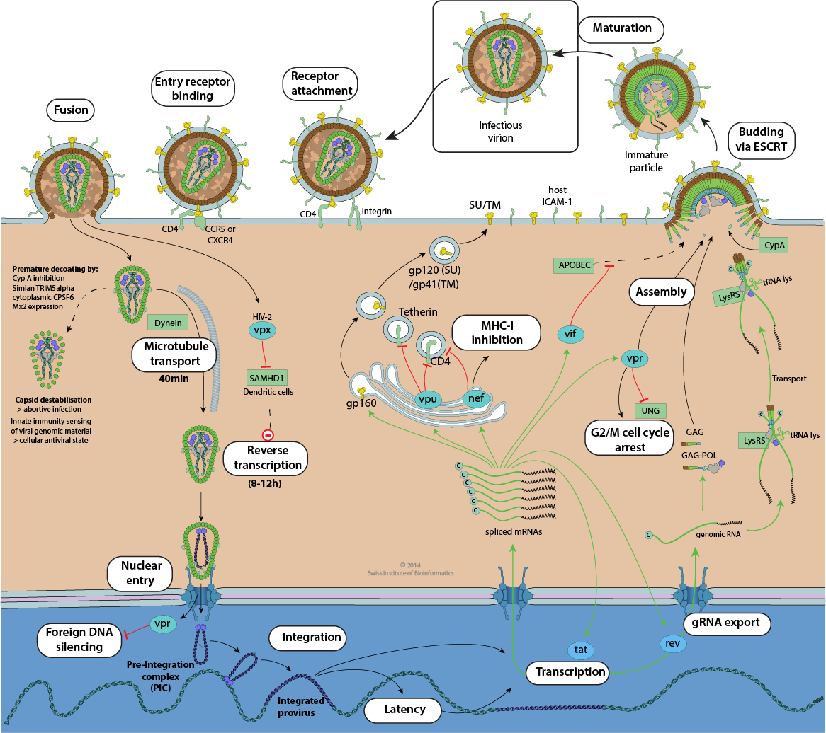 Image for HIV's Intricate Replication Cycle Explained Amidst Ongoing Global Cure Efforts