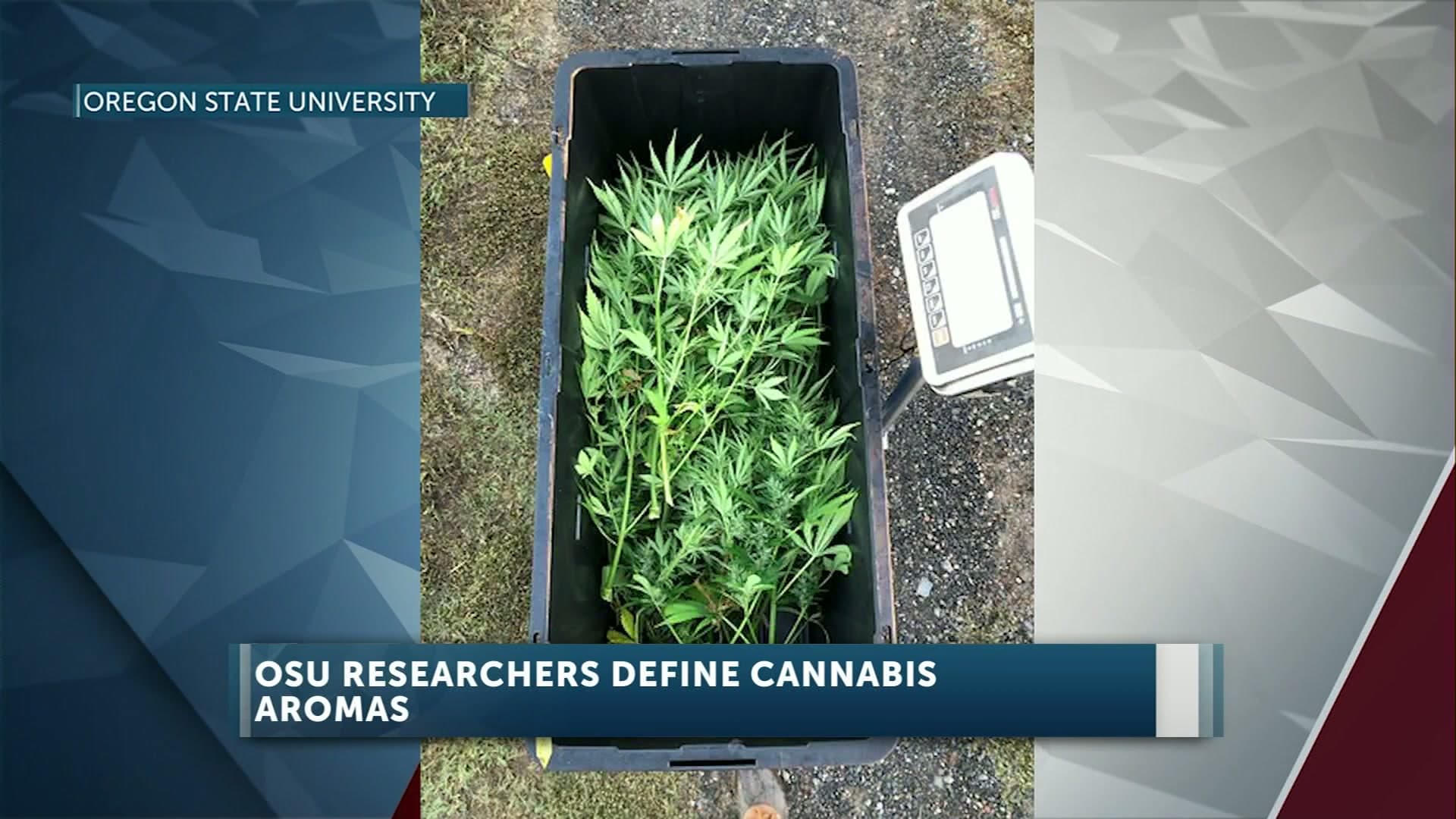 Image for New Cannabis Aroma Lexicon Features 25 Terms, Challenges Terpene-Scent Link