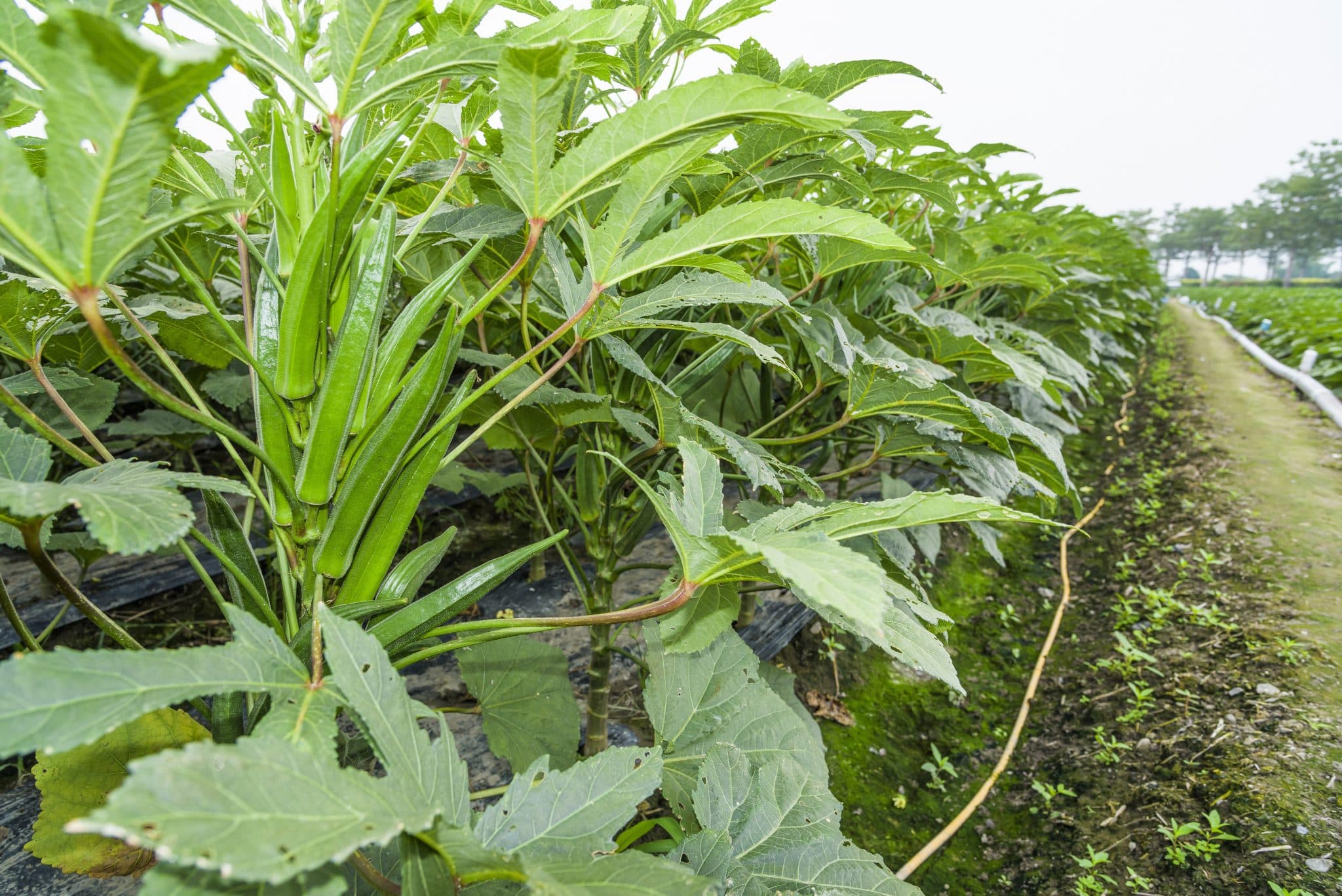 Image for Okra: 10 Key Things You Must Know