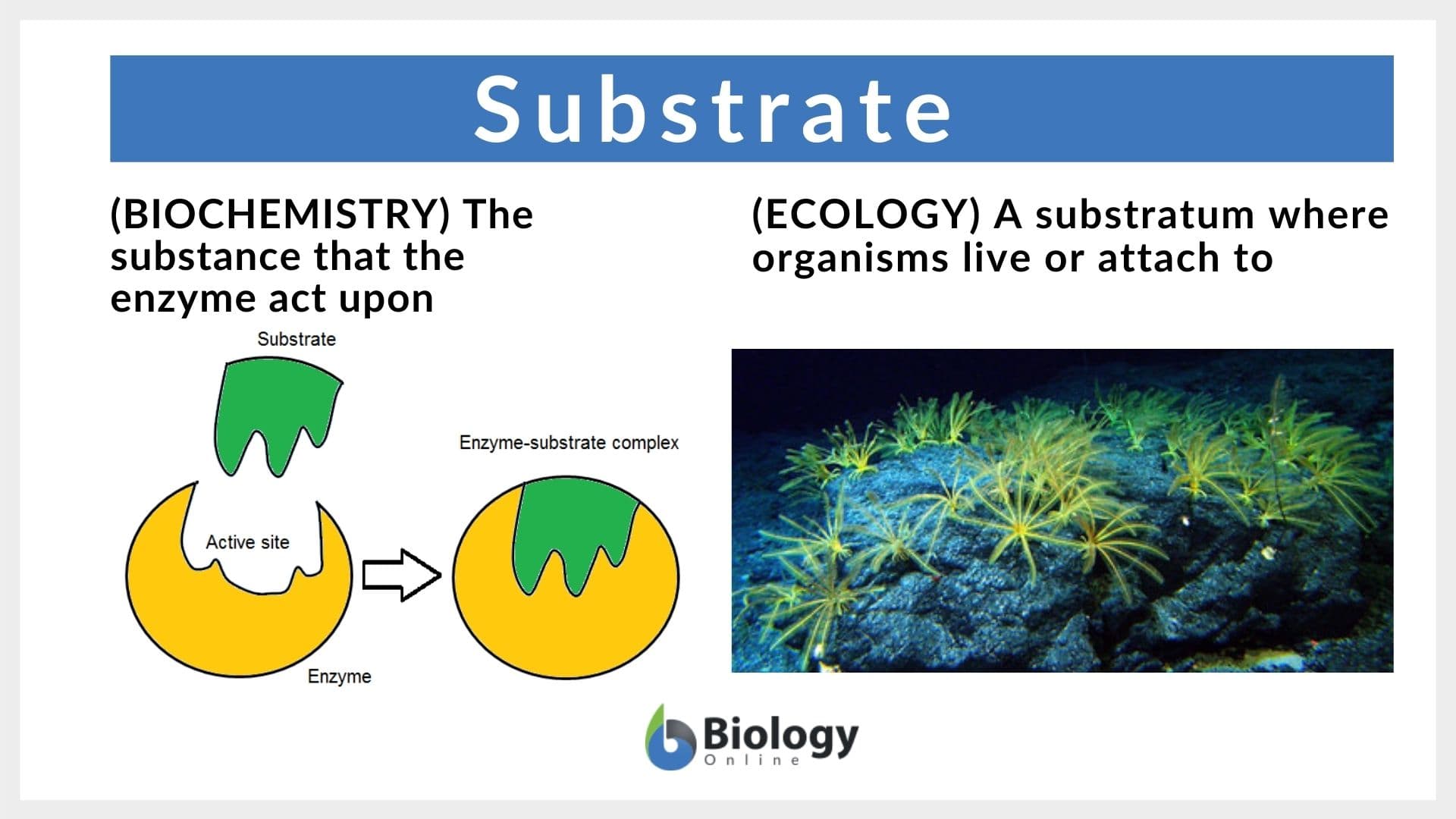 Image for Substrate: 10 Key Things You Must Know