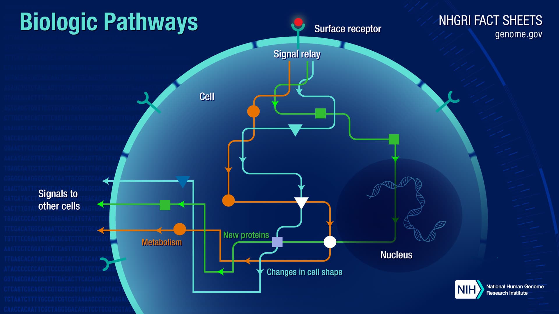 Image for Pathway: 10 Key Things You Must Know
