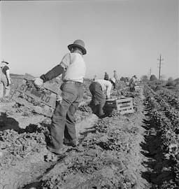 UFW Highlights Extreme Labor of Lettuce Harvesting, Urges Recognition for Farm Workers