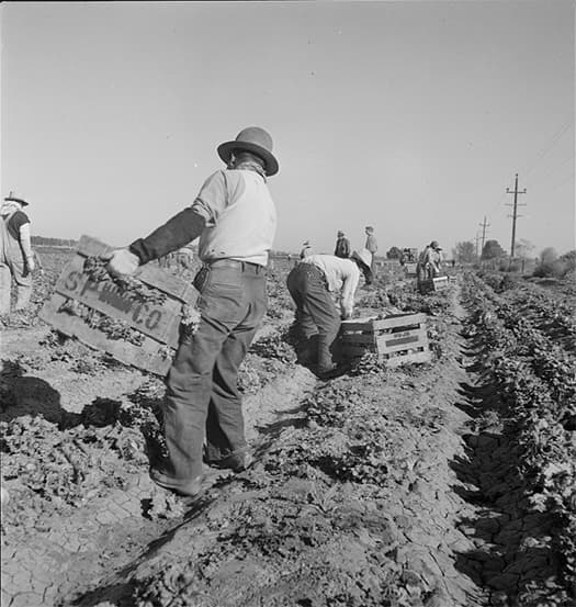 Image for UFW Highlights Extreme Labor of Lettuce Harvesting, Urges Recognition for Farm Workers