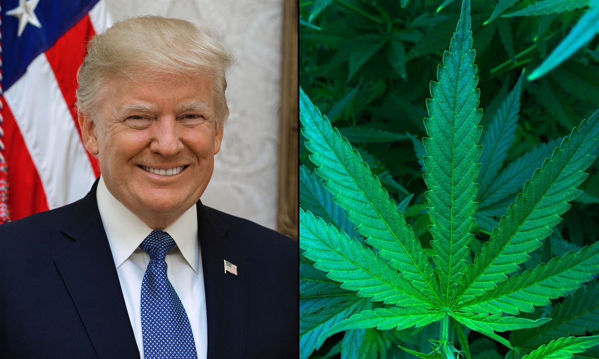 Image for Donald Trump Signals Policy Shift, Endorsing Marijuana Rescheduling to Schedule III