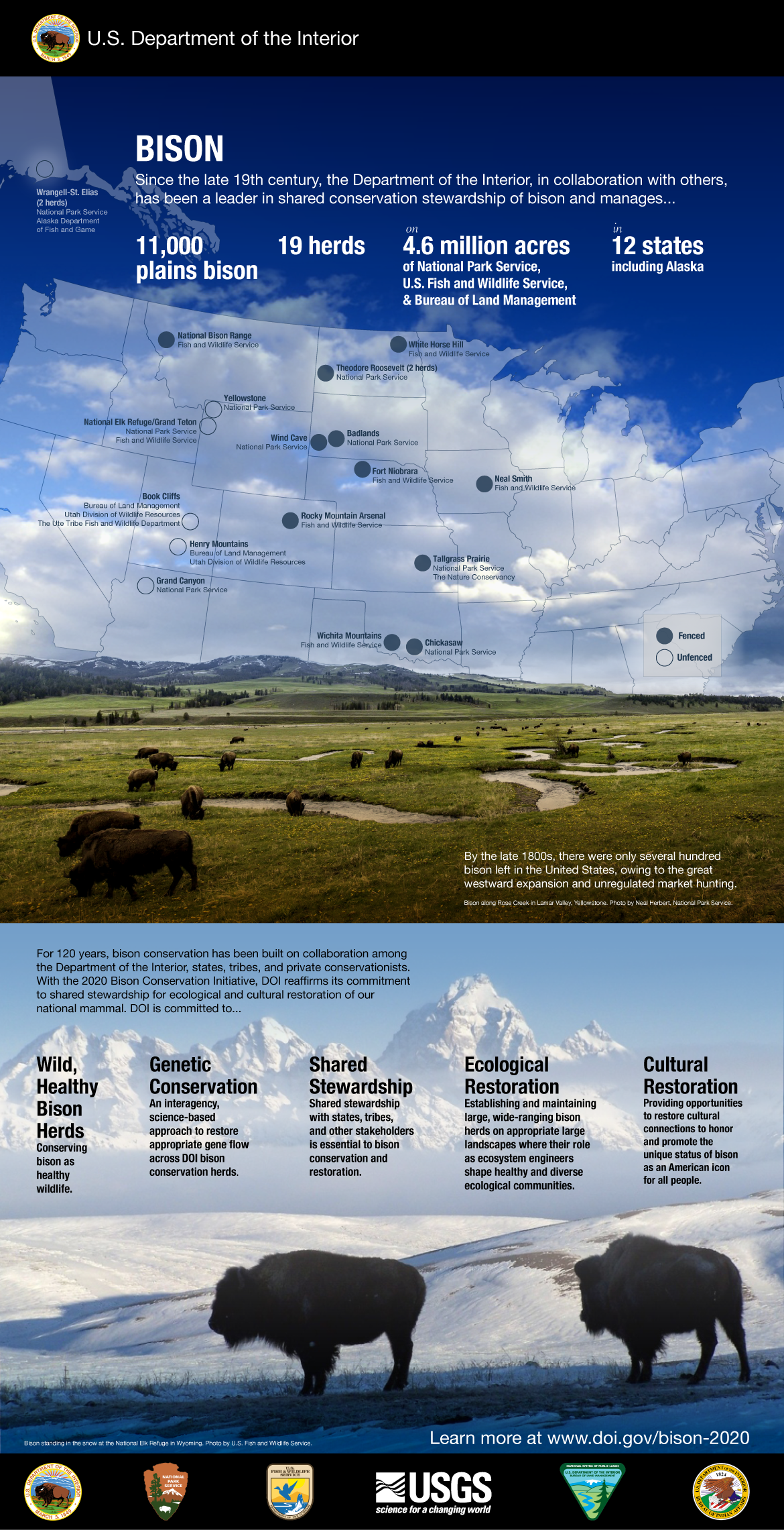 Image for American Bison Population Rebounds to Over 400,000 Following Complex 19th-Century Decline