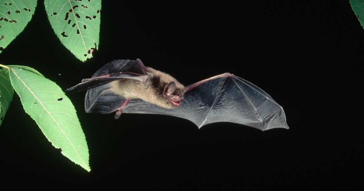 Image for Bat p53 Gene Activity Up to Four Times Higher Than Humans, Inspiring Cancer Research